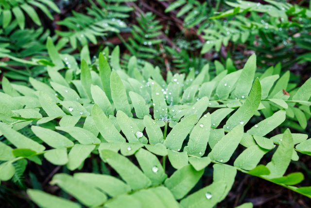 Чистоуст королевский/ осмунда королевская (osmunda regalis) Чистоуст королевский/ осмунда королевская (osmunda regalis)