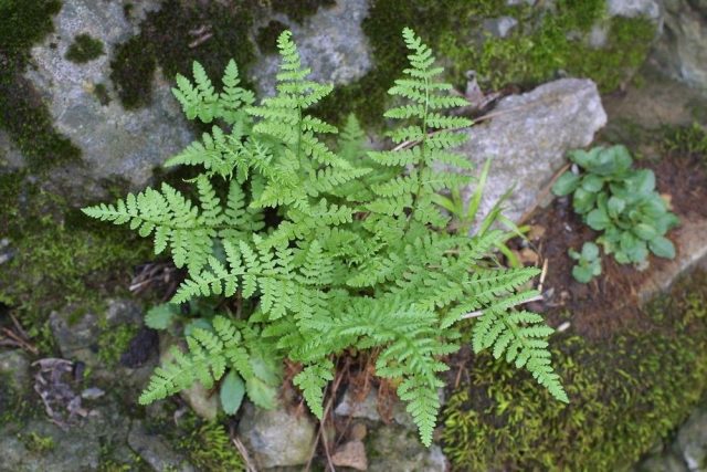 Вудсия тупая (woodsia obtusa) Вудсия тупая (woodsia obtusa)