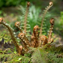 Многорядник щетинконосный (polystichum setiferum). Вайи Многорядник щетинконосный (polystichum setiferum)