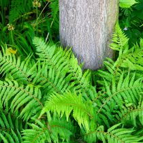 Многорядник щетинконосный (polystichum setiferum). Фото 2 Многорядник щетинконосный (polystichum setiferum)