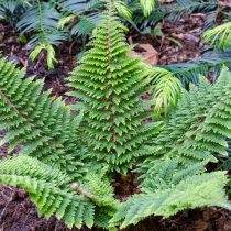 Многорядник щетинконосный (polystichum setiferum). Фото 1 Многорядник щетинконосный (polystichum setiferum)