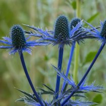 «Блю Хоббит» (Eryngium planum 'Blue Hobbit') «Блю Хоббит» (Eryngium planum 'Blue Hobbit')