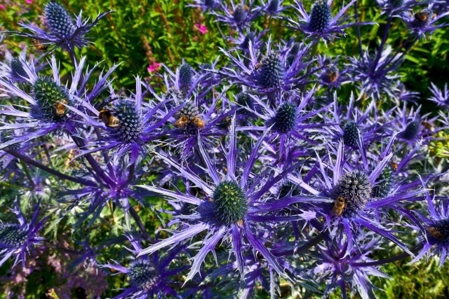 «Блю Стар» (Eryngium alpinum 'Blue Star') «Блю Стар» (Eryngium alpinum 'Blue Star')