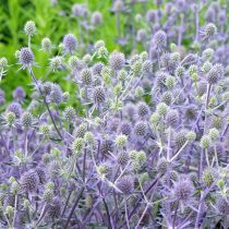 «Блю Глиттер» (Eryngium planum 'Blue Glitter') «Блю Глиттер» (Eryngium planum 'Blue Glitter')