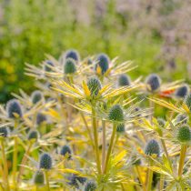 Нептунс Голд» (Eryngium × zabelii 'Neptune’s Gold') Нептунс Голд» (Eryngium × zabelii 'Neptune’s Gold')