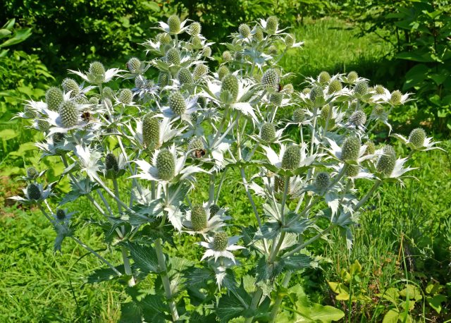 «Сильвер Гост» (Eryngium giganteum 'Silver Ghost') «Сильвер Гост» (Eryngium giganteum 'Silver Ghost')