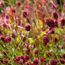 Кровохлебка лекарственная «Танна» (Sanguisorba officinalis 'Tanna') Кровохлебка лекарственная «Танна» (Sanguisorba officinalis 'Tanna')