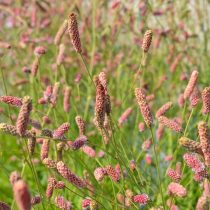 Кровохлебка лекарственная «Пинк Танна» (Sanguisorba officinalis 'Pink Tanna') Кровохлебка лекарственная «Пинк Танна» (Sanguisorba officinalis 'Pink Tanna')
