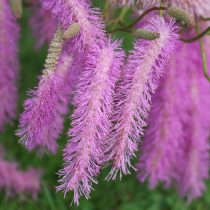 Кровохлебка хакузанская «Лайлак Сквиррел» (Sanguisorba hakusanensis 'Lilac Squirrel') Кровохлебка хакузанская «Лайлак Сквиррел» (Sanguisorba hakusanensis 'Lilac Squirrel')