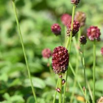 Кровохлебка малая «Литтл Энджел» (Sanguisorba minor 'Little Angel') Кровохлебка малая «Литтл Энджел» (Sanguisorba minor 'Little Angel')