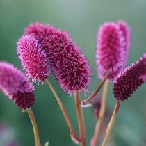 Кровохлебка Мензиса «Дали Марбл» (Sanguisorba menziesii 'Dali Marble') Кровохлебка Мензиса «Дали Марбл» (Sanguisorba menziesii 'Dali Marble')