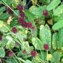Кровохлебка лекарственная «Лемон Сплэш» (Sanguisorba officinalis 'Lemon Splash') Кровохлебка лекарственная «Лемон Сплэш» (Sanguisorba officinalis 'Lemon Splash')