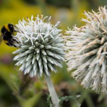 Мордовник шароголовый «Арктик Глоу» (Echinops sphaerocephalus 'Arctic Glow') Мордовник шароголовый «Арктик Глоу» (Echinops sphaerocephalus 'Arctic Glow')