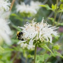 Монарда гибридная «Шнеевитхен» (Monarda hybrida 'Schneewittchen') Монарда гибридная «Шнеевитхен» (Monarda hybrida 'Schneewittchen')