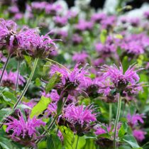 Монарда гибридная «Блауштрумпф» (Monarda hybrida 'Blaustrumpf') Монарда гибридная «Блауштрумпф» (Monarda hybrida 'Blaustrumpf')