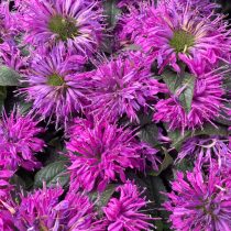 Монарда гибридная «Пинк Лейс» (Monarda hybrida 'Pink Lace') Монарда гибридная «Пинк Лейс» (Monarda hybrida 'Pink Lace')