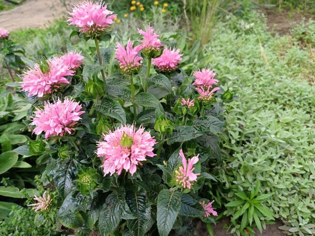 Монарда гибридная, серия «Шугар Баз» (Monarda hybrida, серия Sugar Buzz) Монарда гибридная, серия «Шугар Баз» (Monarda hybrida, серия Sugar Buzz)