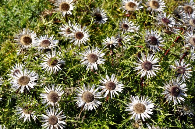 Колючник бесстебельный (carlina acaulis) Колючник бесстебельный (carlina acaulis)
