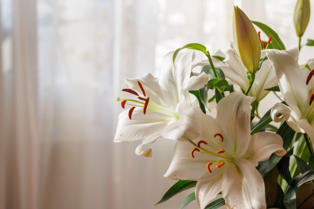 Лилия (Lilium) Лилия (Lilium)