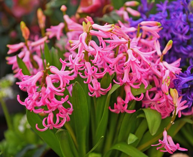 Гиацинт (Hyacinthus orientalis) Гиацинт (Hyacinthus orientalis)