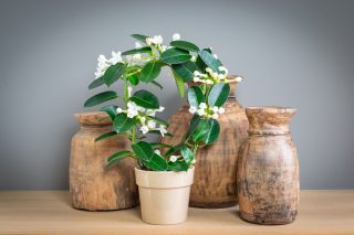 Стефанотис