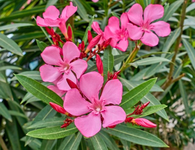 Олеандр (Nerium oleander) Олеандр (Nerium oleander)