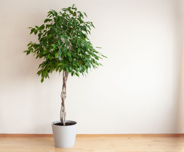 Фикус Бенджамина (Ficus benjamina) Фикус Бенджамина (Ficus benjamina)