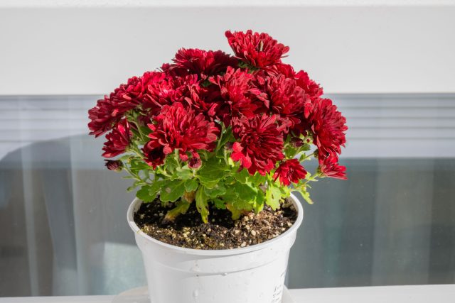Хризантема (Chrysanthemum) Хризантема (Chrysanthemum)
