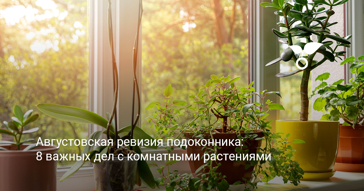 осенняя ревизия подоконника и уход за комнатными цветами