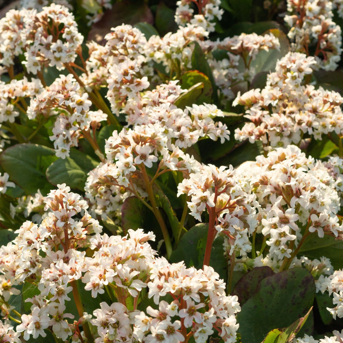 Бадан Брессингем Вайт (Bergenia Bressingham White) — эффектный сорт бадана с чисто-белыми цветками.