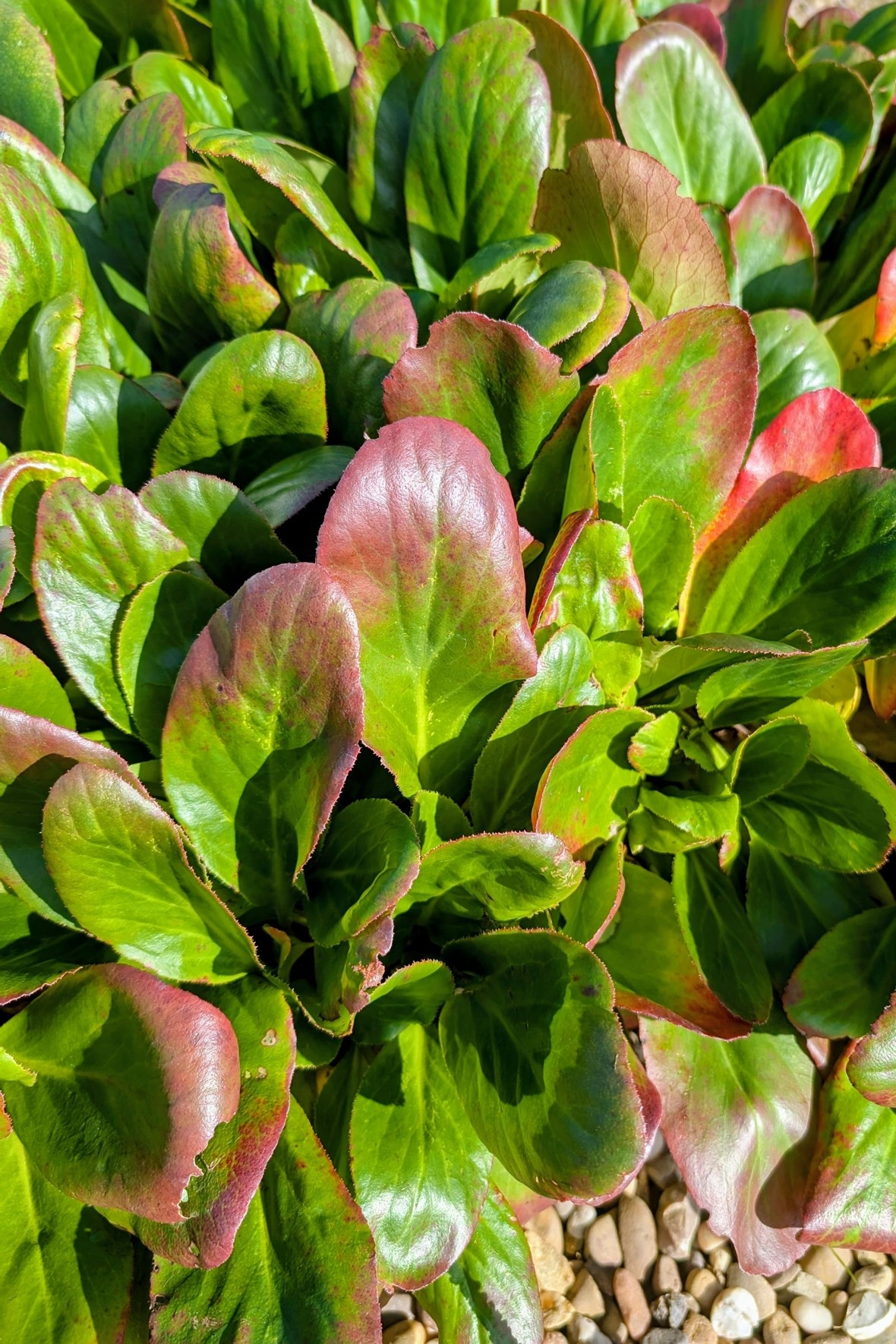 Бадан Брессингем Вайт (Bergenia Bressingham White) — эффектный сорт бадана с чисто-белыми цветками.
