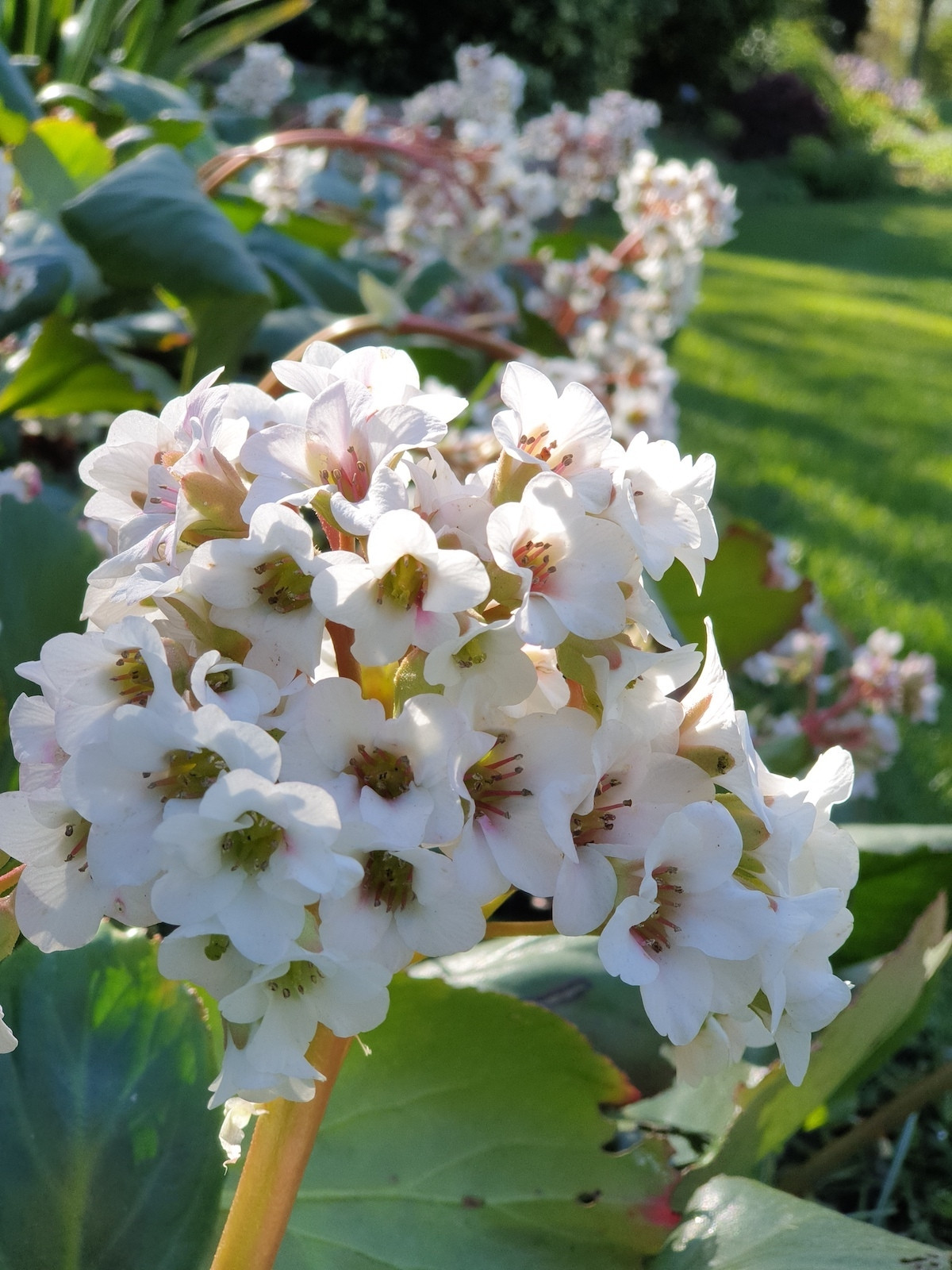 Бадан Брессингем Вайт (Bergenia Bressingham White) — эффектный сорт бадана с чисто-белыми цветками.