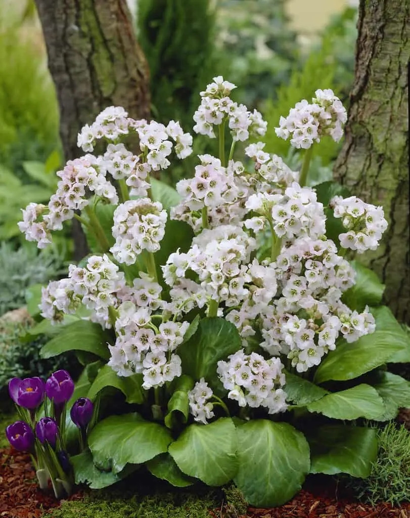 Бадан Брессингем Вайт (Bergenia Bressingham White) — эффектный сорт бадана с чисто-белыми цветками.