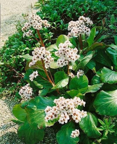 Бадан Брессингем Вайт (Bergenia Bressingham White) — эффектный сорт бадана с чисто-белыми цветками.