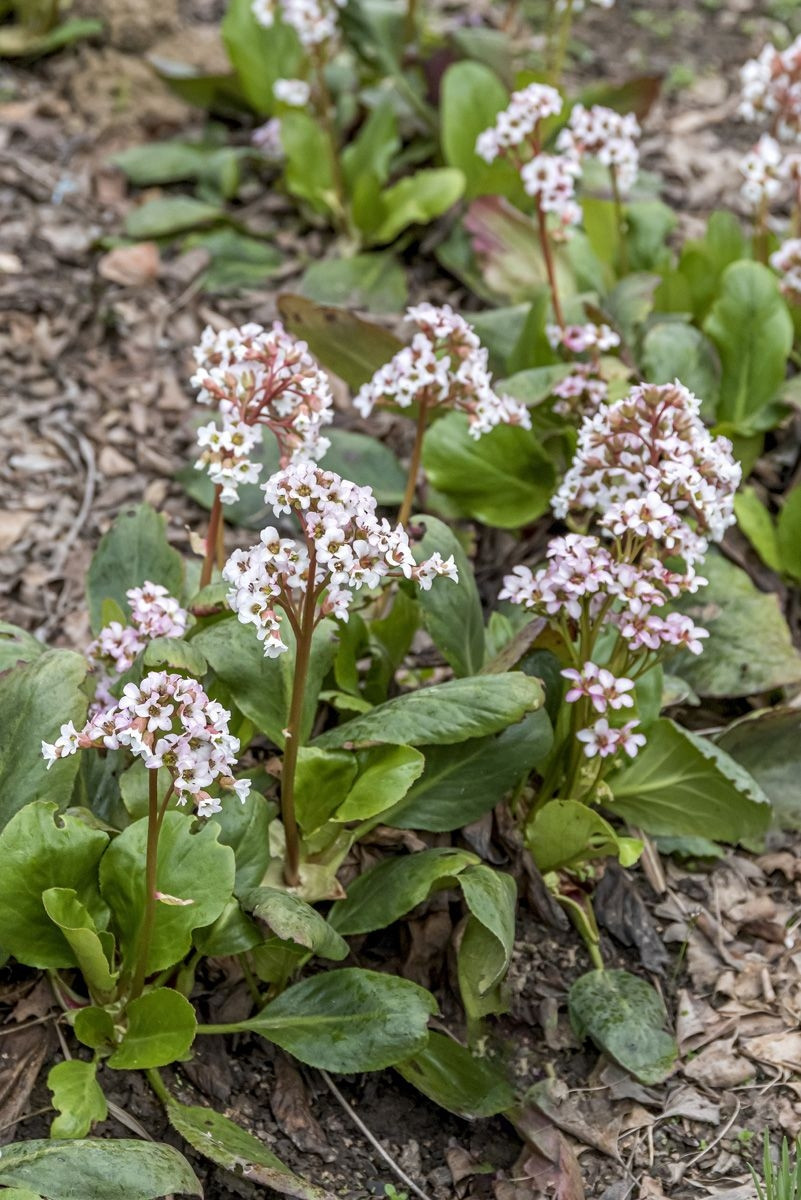 Бадан Брессингем Вайт (Bergenia Bressingham White) — эффектный сорт бадана с чисто-белыми цветками.