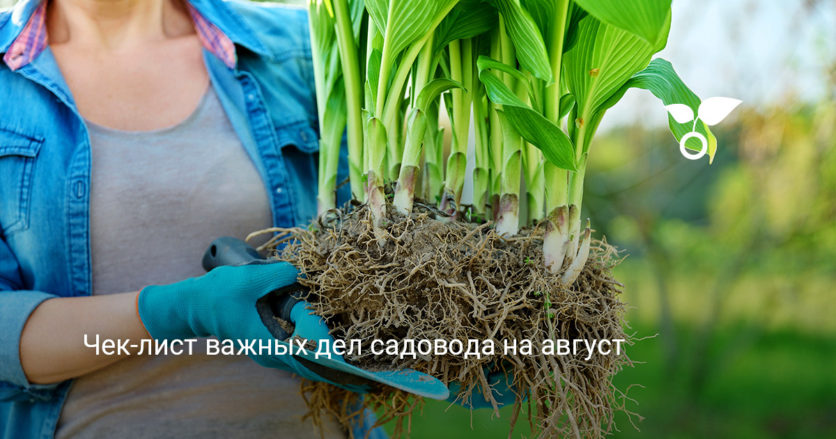 общий вид ухоженного сада в конце лета с цветущими многолетниками и чистыми дорожками