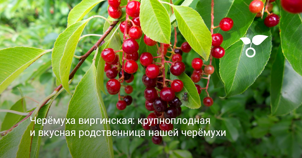 Черёмуха виргинская в саду ветка виргинской черёмухи с созревающими плодами в саду