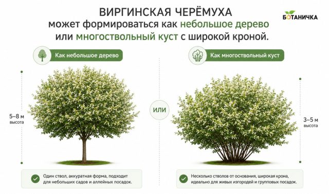 Виргинская черёмуха может расти и деревом, и многоствольным кустом, и во многом это зависит от того, как вы её сформируете.