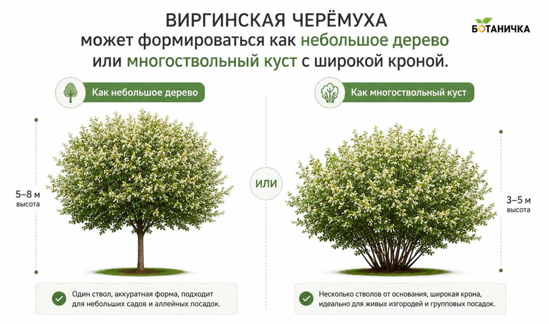 Формирование кроны черёмухи молодое дерево виргинской черёмухи с раскидистой кроной