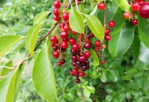 Черёмуха виргинская: крупноплодная и вкусная родственница нашей черёмухи Черёмуха виргинская — сладкоплодная родственница обычной черёмухи