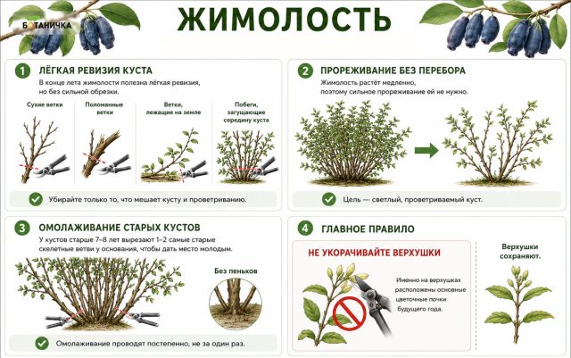 Как обрезать жимолость правильно? Инструкция Как обрезать жимолость правильно? Инструкция