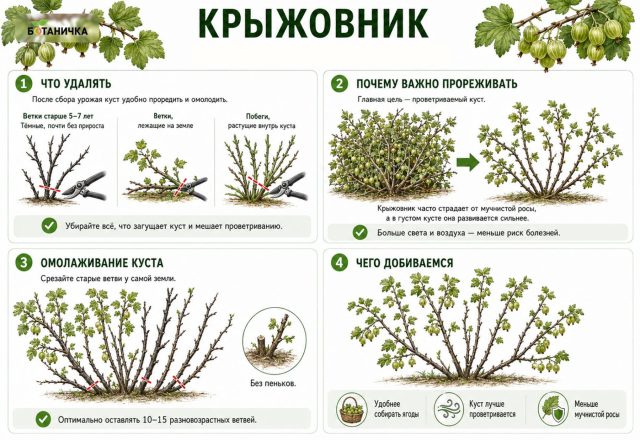 Обрезка крыжовника в августе Обрезка крыжовника в августе