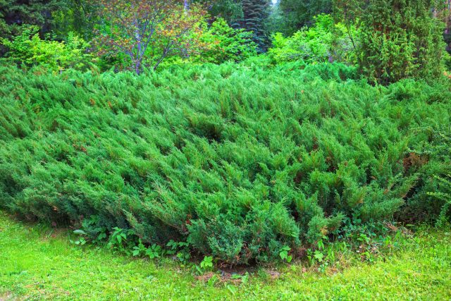 Можжевельник казацкий (juniperus sabina) Можжевельник казацкий (juniperus sabina)