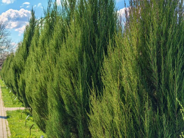 Можжевельник виргинский (juniperus virginiana) Можжевельник виргинский (juniperus virginiana)