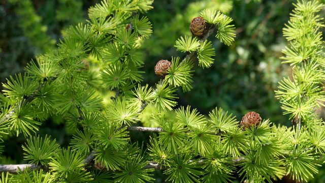 Лиственница европейская/обыкновенная (larix decidua) Лиственница европейская/обыкновенная (larix decidua)