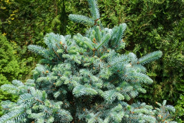Ель колючая (picea pungens) Ель колючая (picea pungens)
