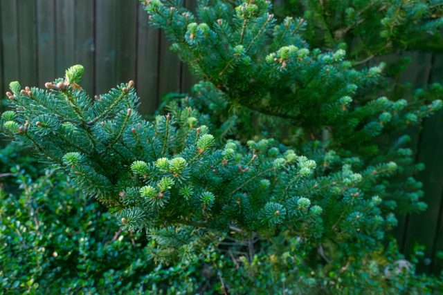 Пихта одноцветная (abies concolor) Пихта одноцветная (abies concolor)