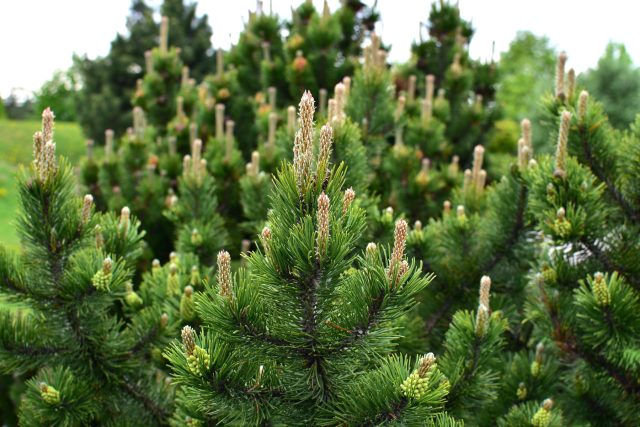 Сосна горная (pinus mugo) Сосна горная (pinus mugo)