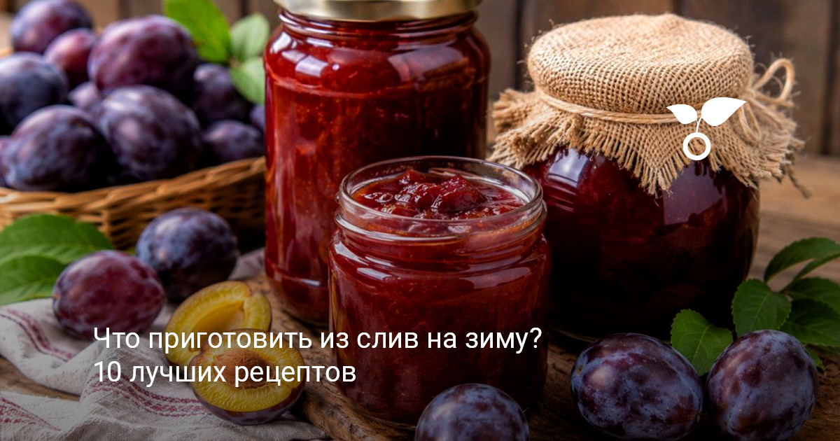 Спелые сочные сливы на ветках дерева в саду во время сбора урожая