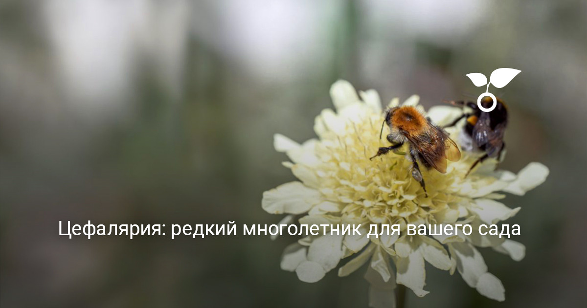 высокие цветоносы цефалярии в садовой посадке